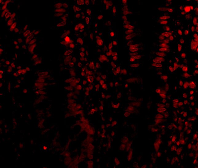 LSD1 Antibody - BSA Free