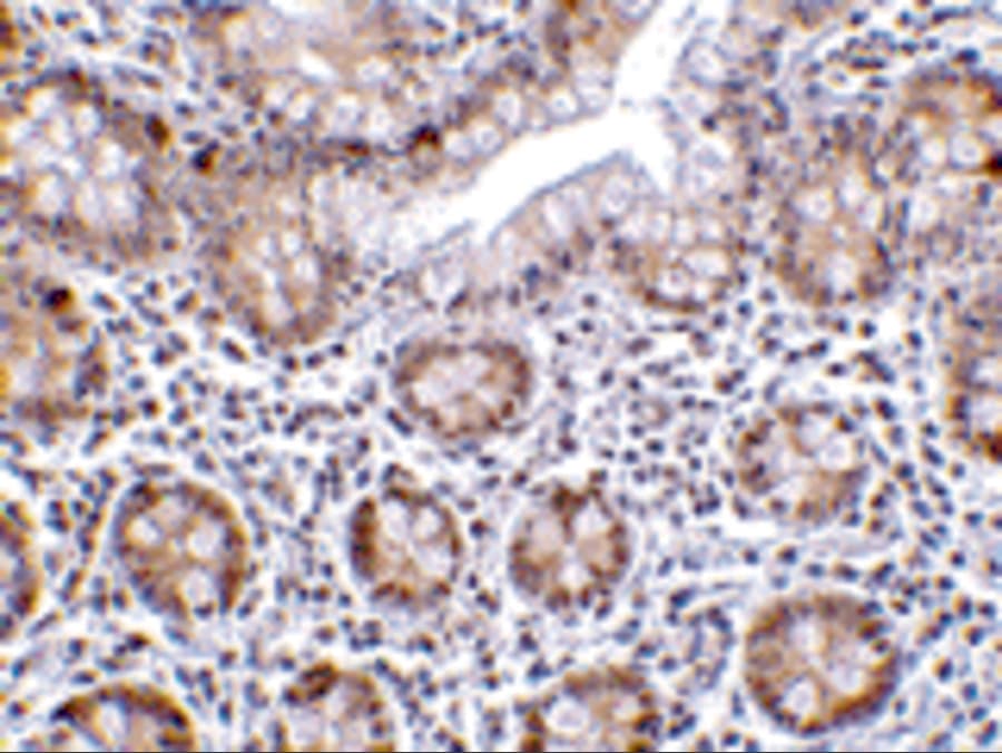 LSD1 Antibody - BSA Free