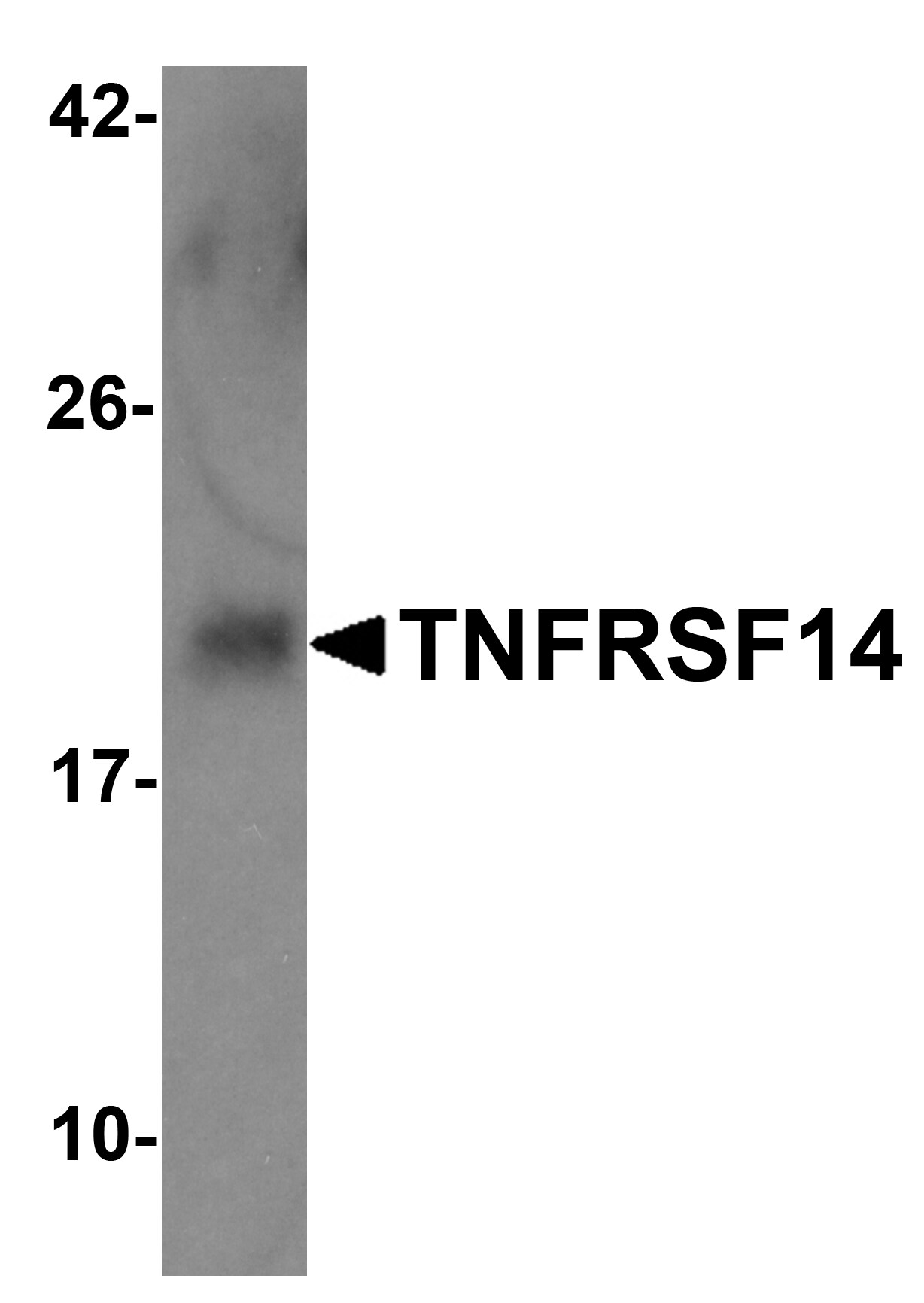 HVEM/TNFRSF14 Antibody - BSA Free
