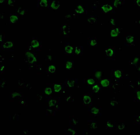 HVEM/TNFRSF14 Antibody - BSA Free