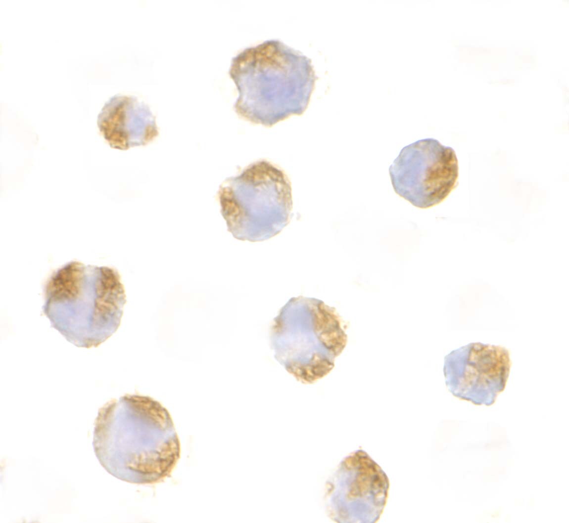 HVEM/TNFRSF14 Antibody - BSA Free