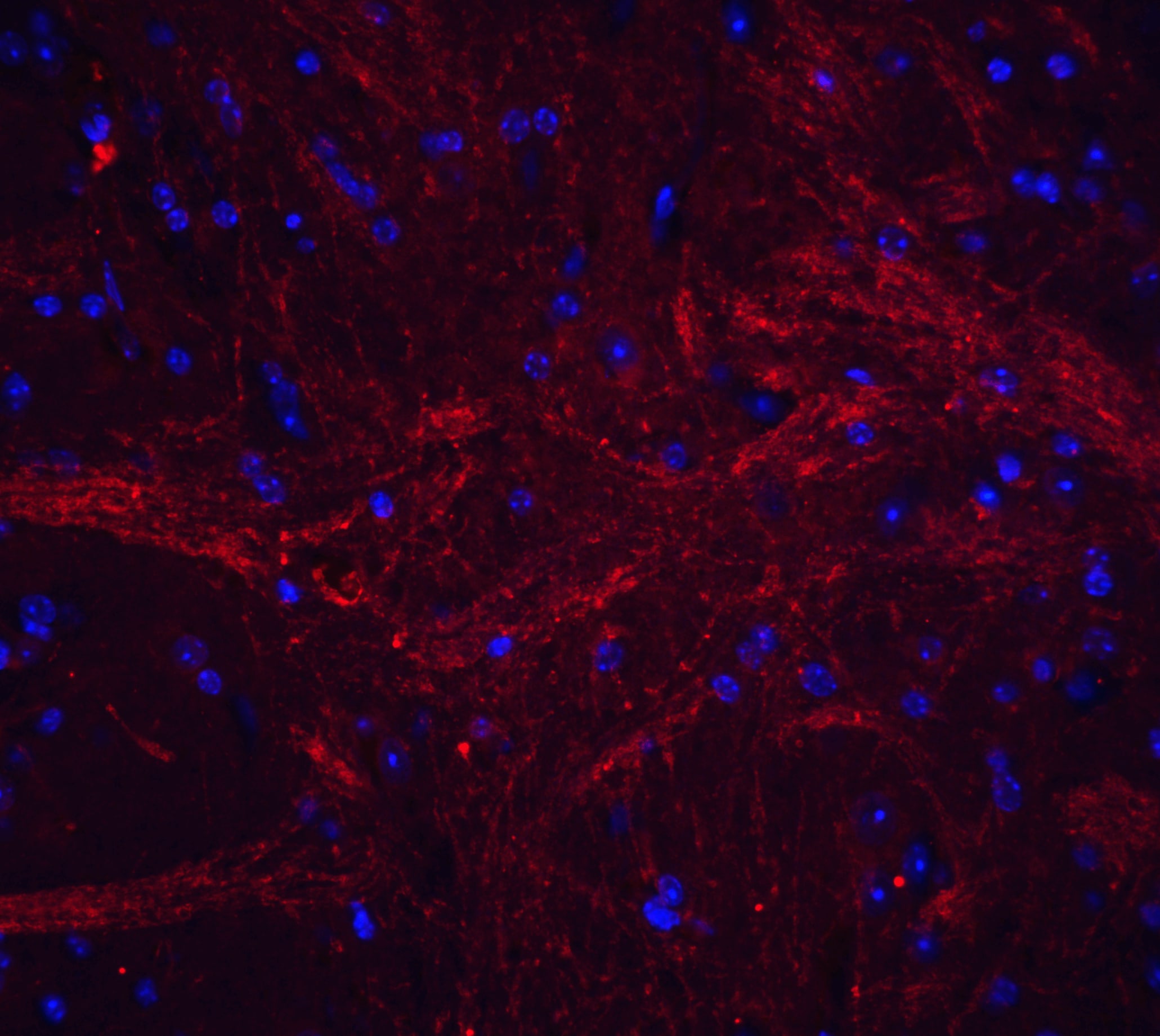 TWEAK/TNFSF12 Antibody - BSA Free