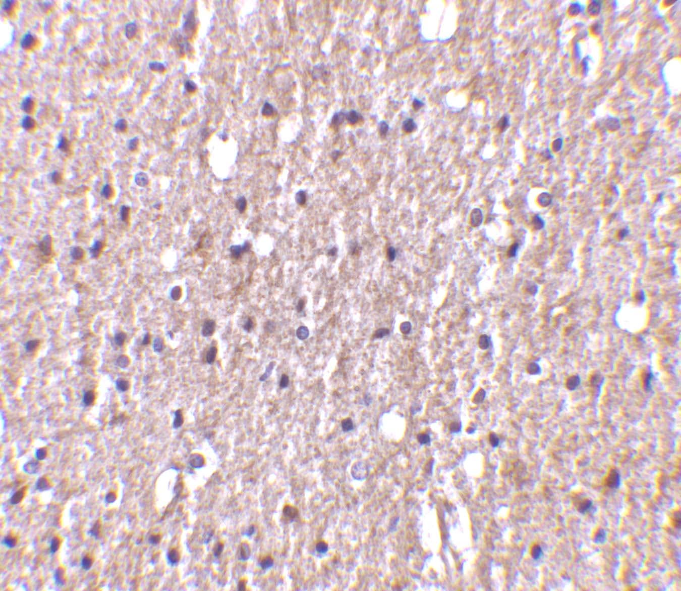 TWEAK/TNFSF12 Antibody - BSA Free