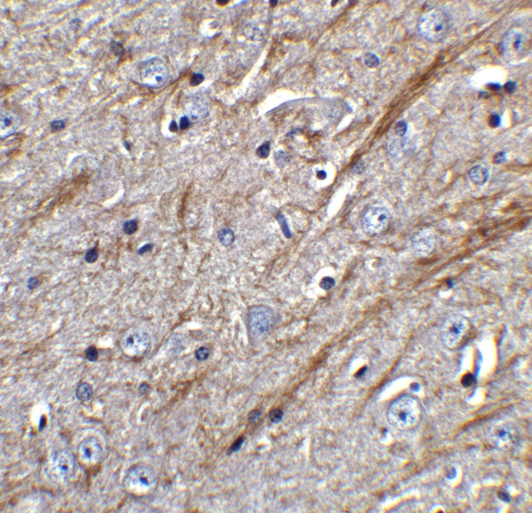 TWEAK/TNFSF12 Antibody - BSA Free