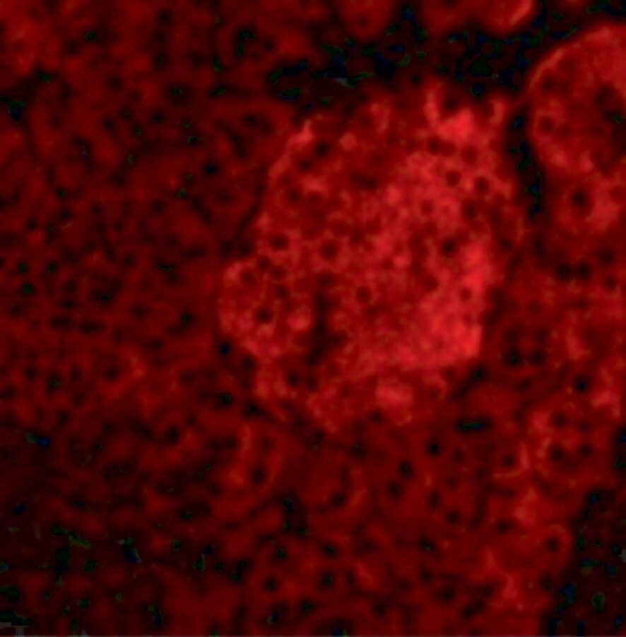 IL-23A/IL-23 P19 Antibody - BSA Free