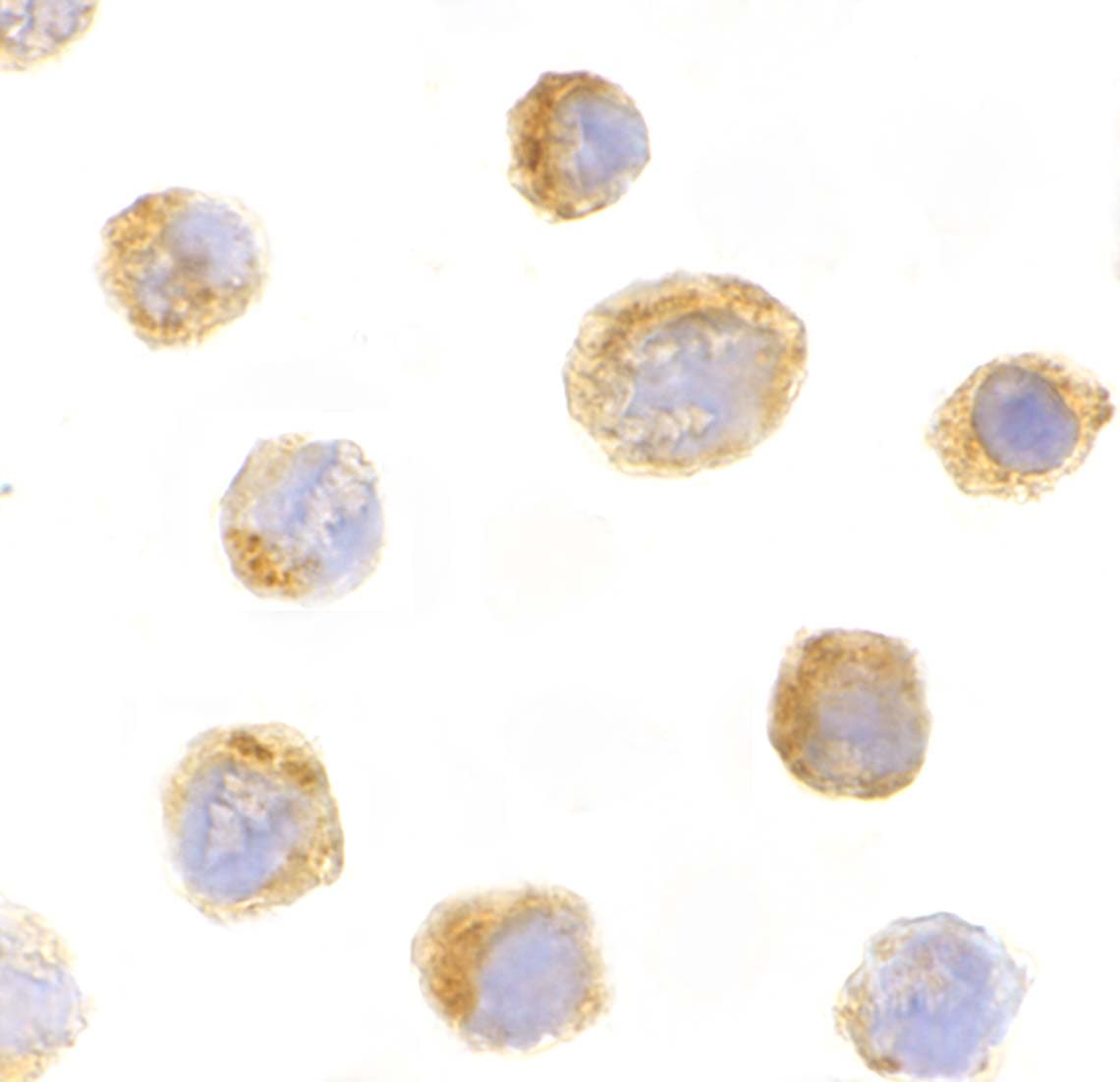 IL-27 Antibody - BSA Free