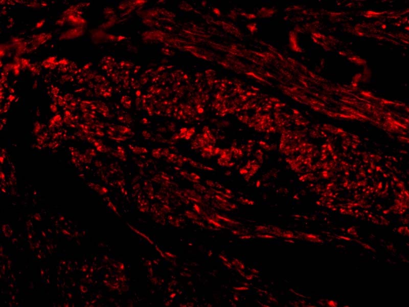 TIM-1/KIM-1/HAVCR Antibody - BSA Free