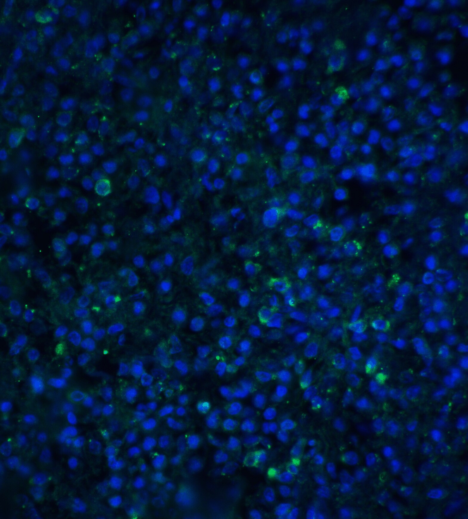 TIM-4 Antibody - BSA Free