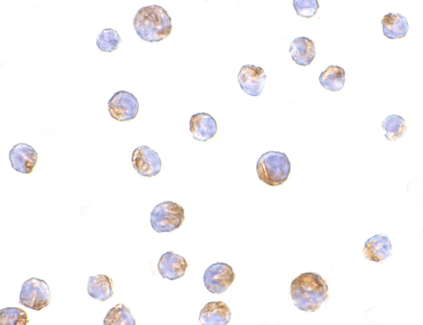 TIM-4 Antibody - BSA Free