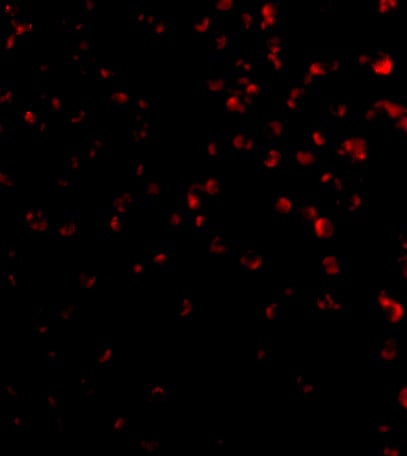 TIM-4 Antibody - BSA Free