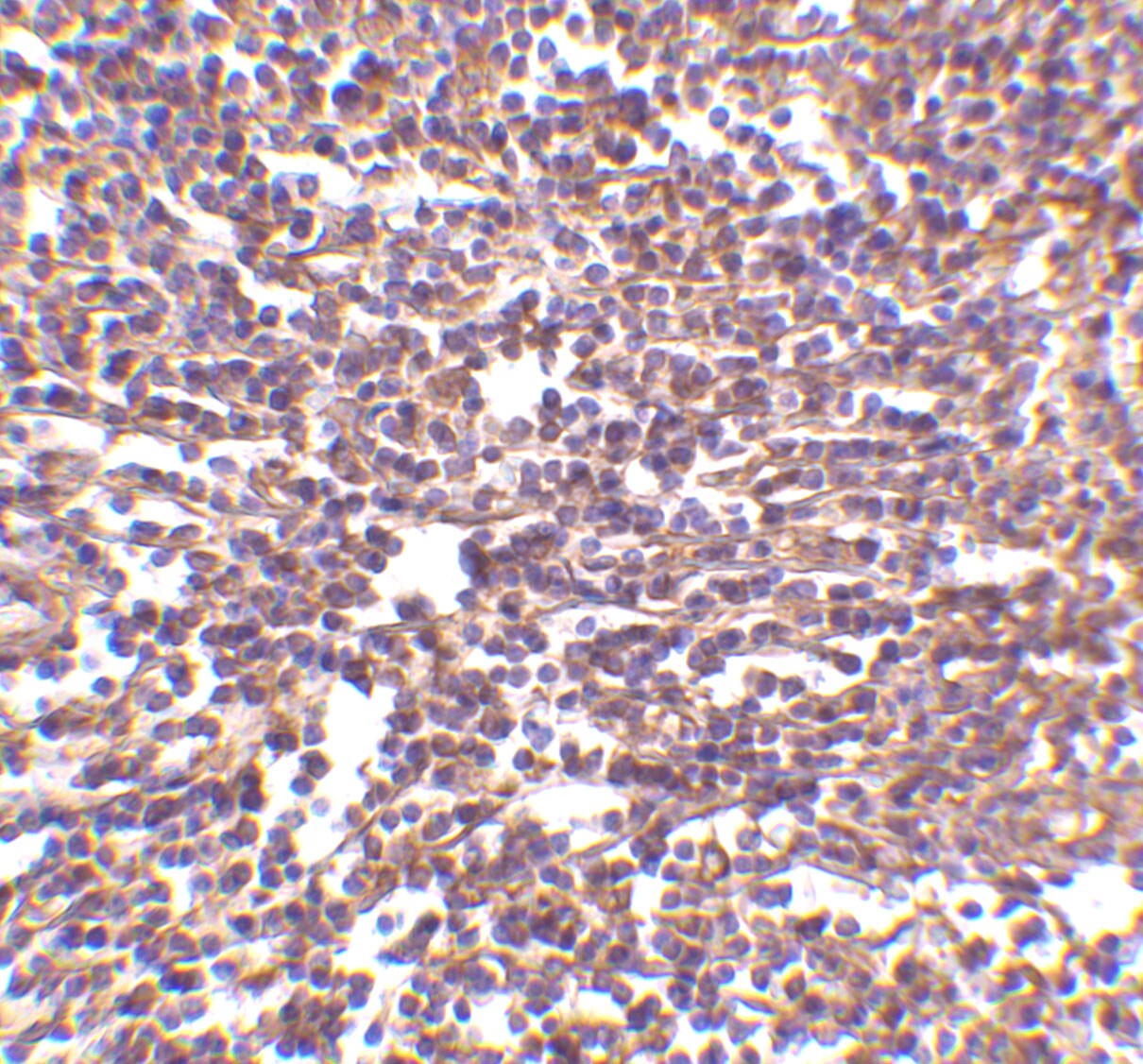 RP105/CD180 Antibody - BSA Free