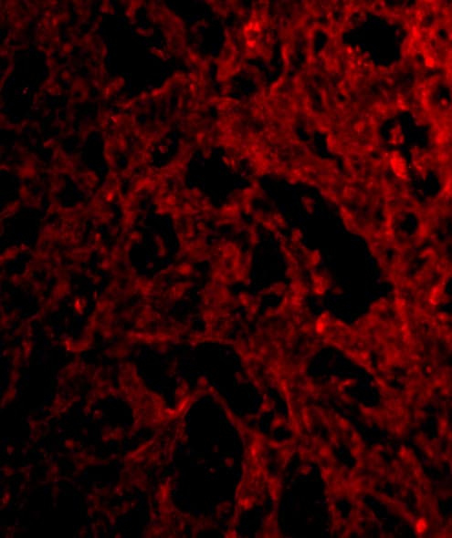 RP105/CD180 Antibody - BSA Free