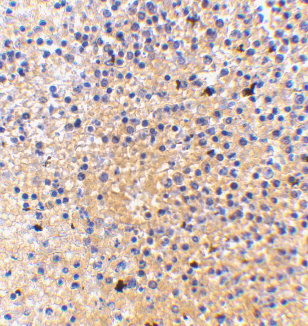 MD-1/LY86 Antibody - BSA Free