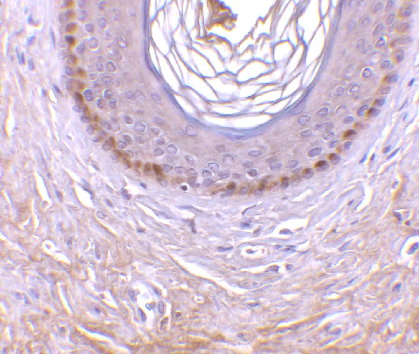 EDA2R/TNFRSF27/XEDAR Antibody - BSA Free