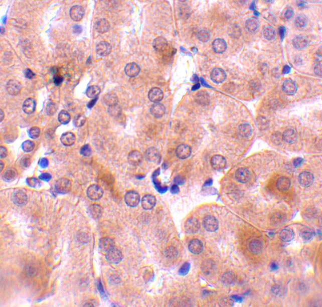 Bcl-2 related protein A1 Antibody - BSA Free