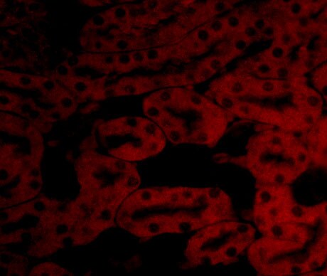 Bcl-2 related protein A1 Antibody - BSA Free