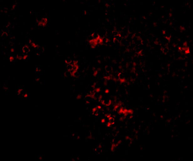 PAK2 Antibody - BSA Free