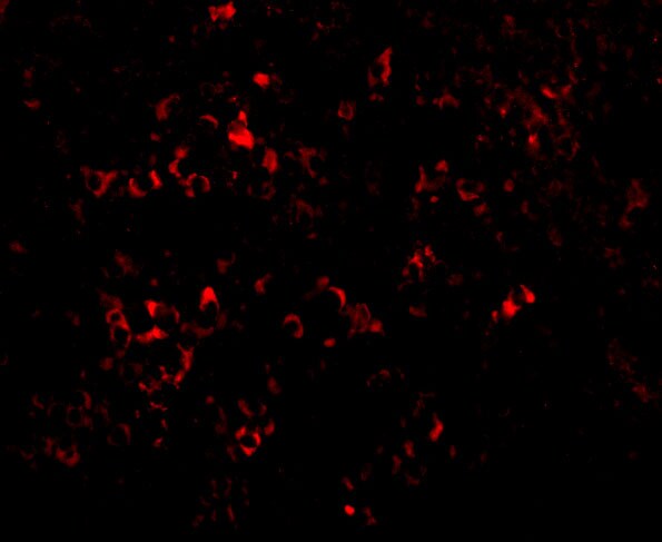 PAK2 Antibody - BSA Free