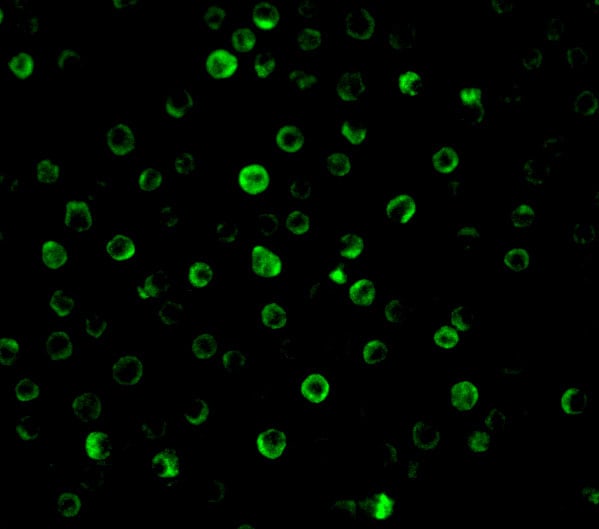 IL-22R alpha 1 Antibody - BSA Free