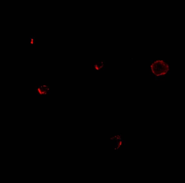 IL-27R alpha/WSX-1/TCCR Antibody - BSA Free