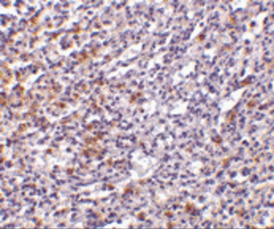 IL-27R alpha/WSX-1/TCCR Antibody - BSA Free