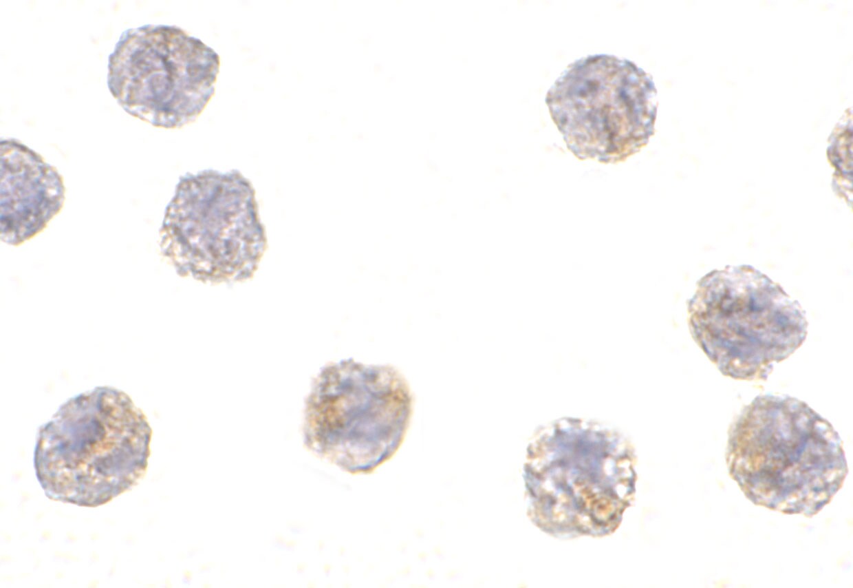 MCG10 Antibody - BSA Free