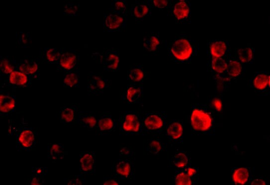 MCG10 Antibody - BSA Free