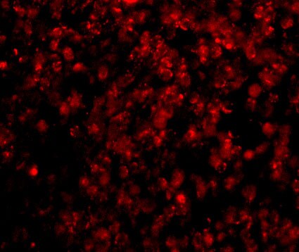 Hormone-sensitive Lipase/HSL Antibody - BSA Free