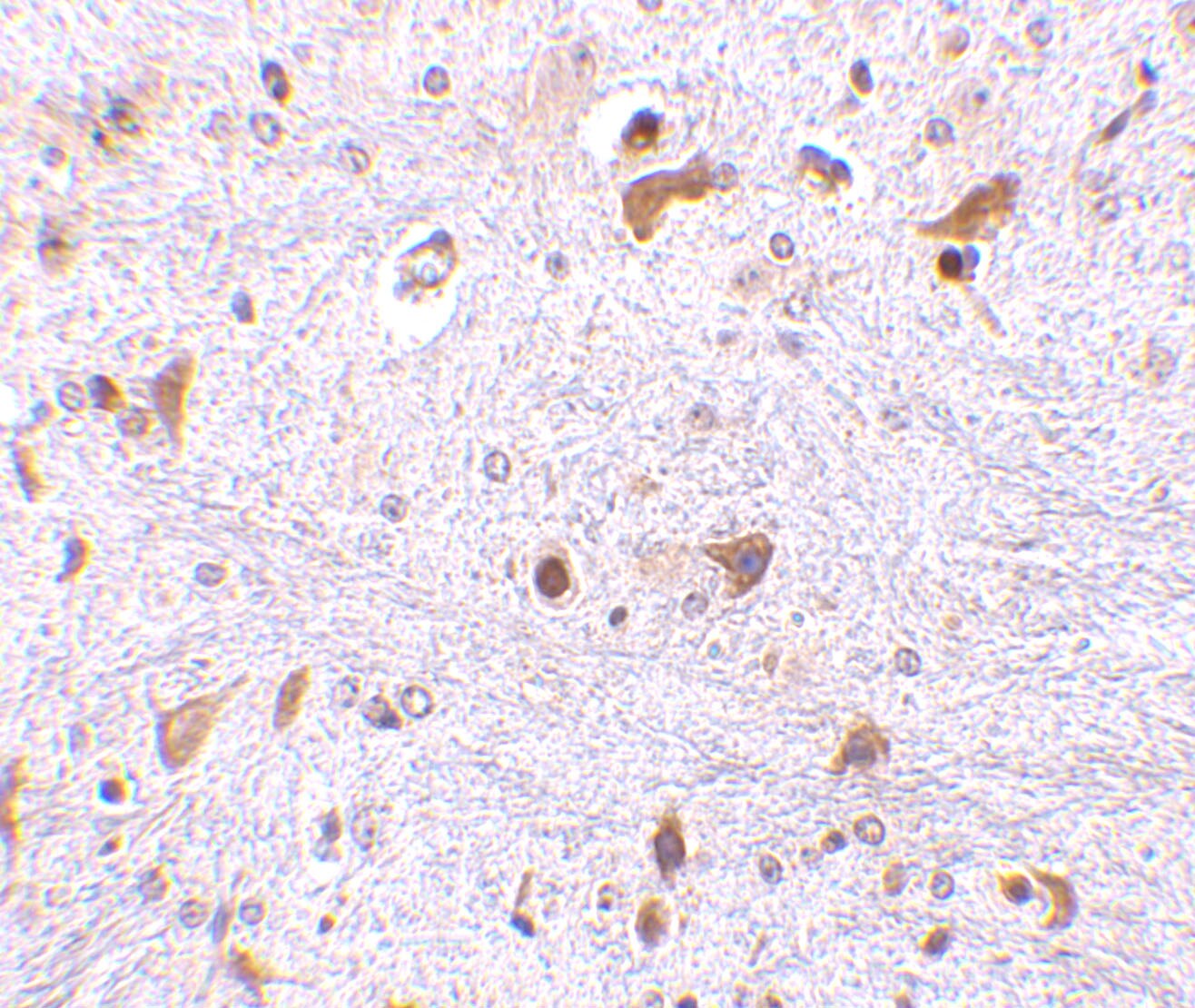 PDCD4 Antibody - BSA Free