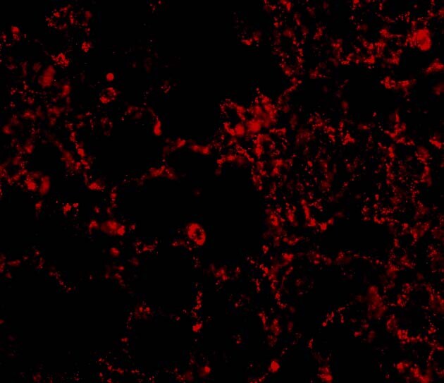 IL-21R Antibody - BSA Free