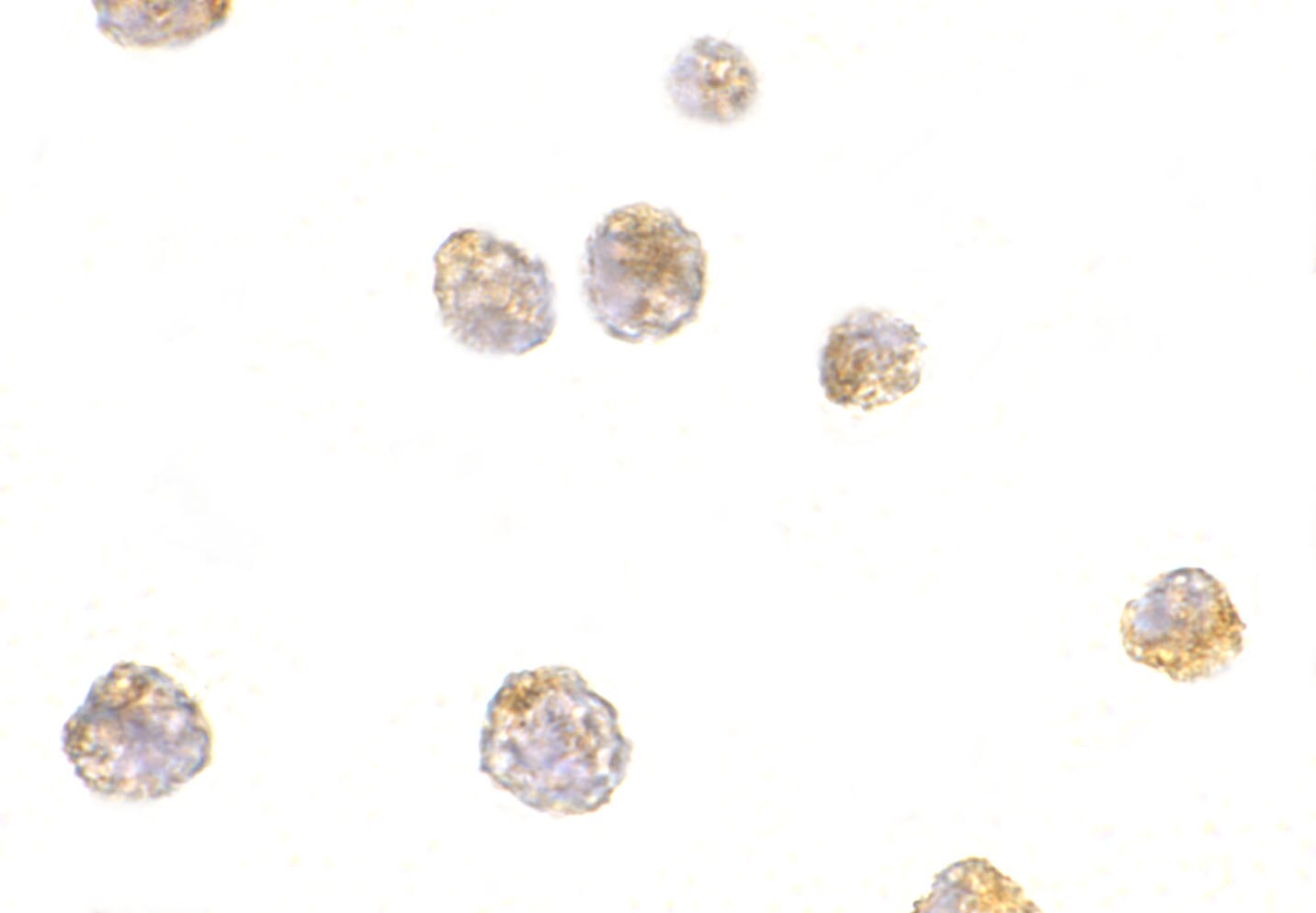 p53 AIP1 Antibody - BSA Free