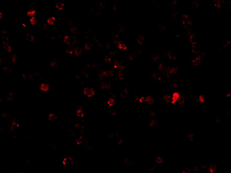p53 AIP1 Antibody - BSA Free