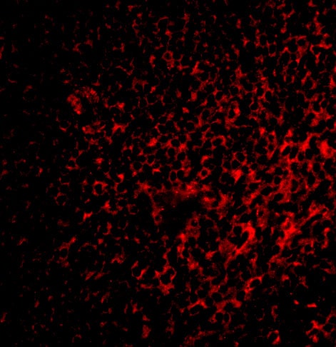 FAF1 Antibody - BSA Free