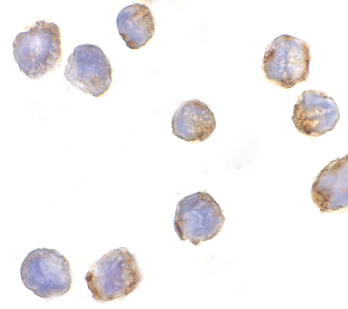 MTBP Antibody - BSA Free