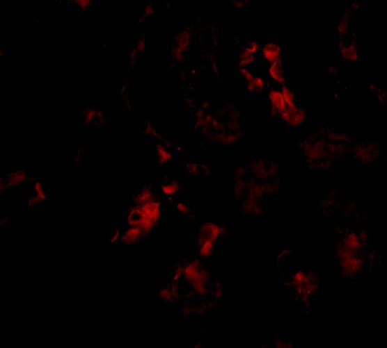 BANF1 Antibody - BSA Free