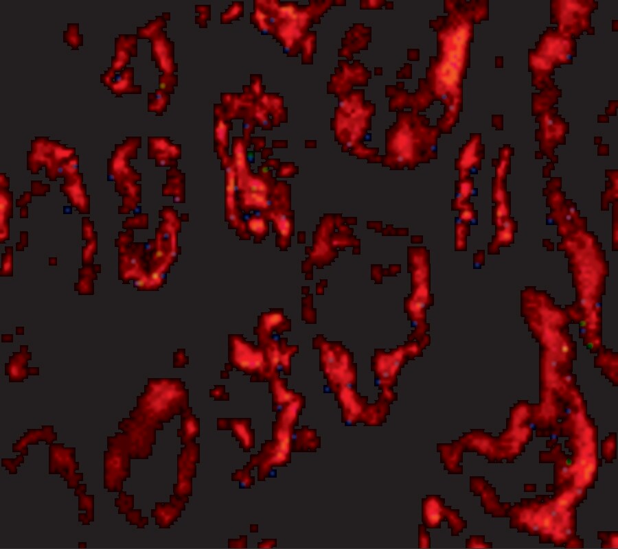 BANF1 Antibody - BSA Free