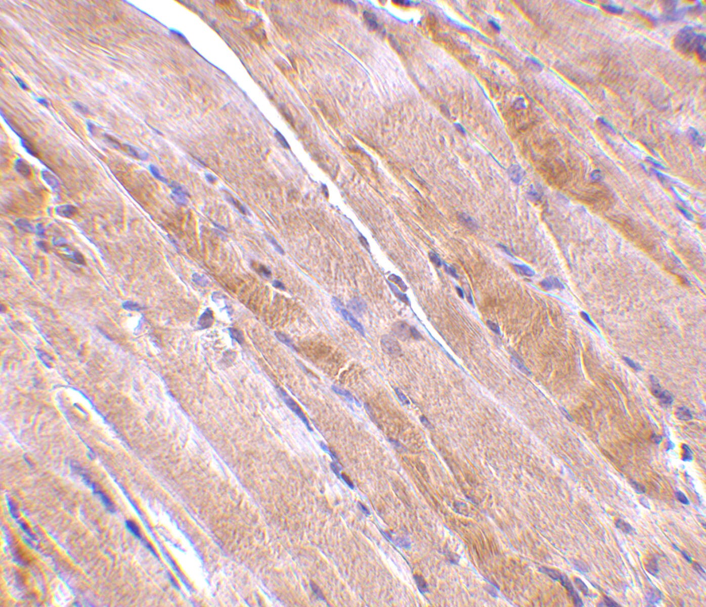 Emerin Antibody - BSA Free