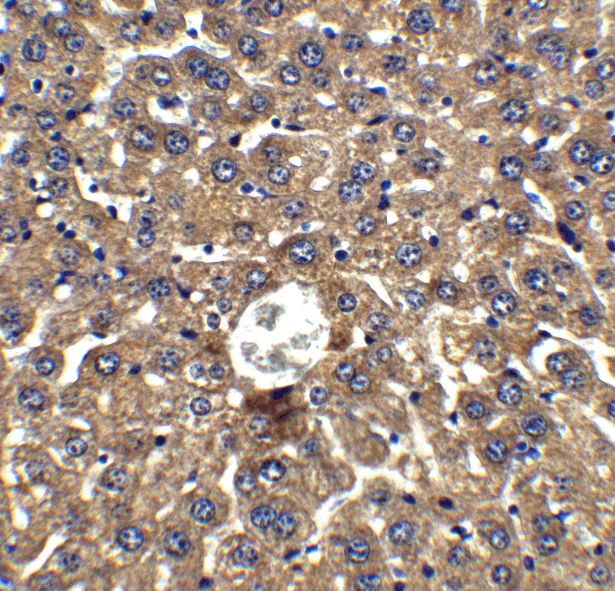 DRAM Antibody - BSA Free