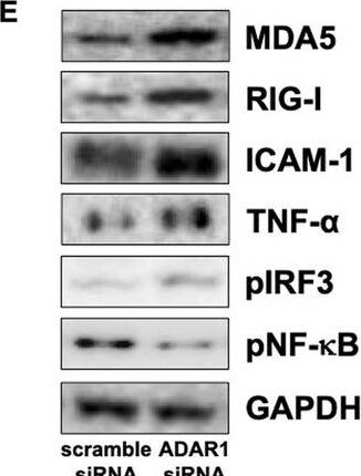 MDA5 Antibody - BSA Free