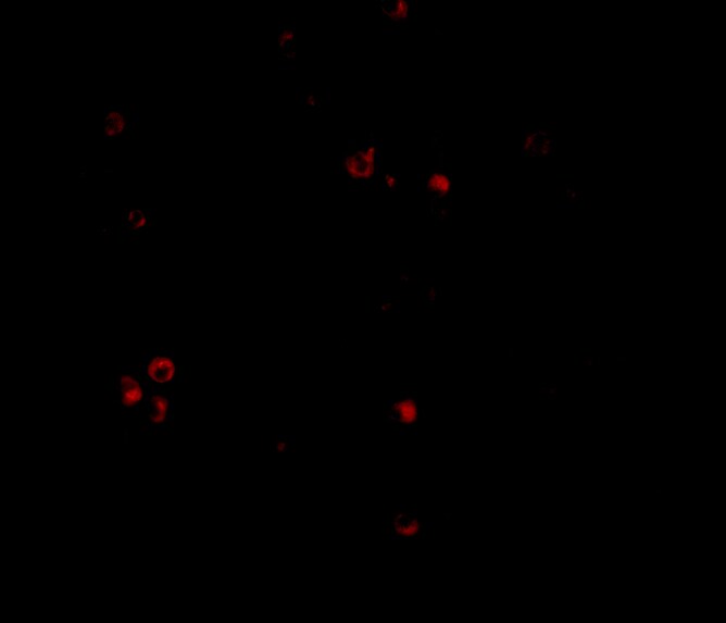 MDA5 Antibody - BSA Free