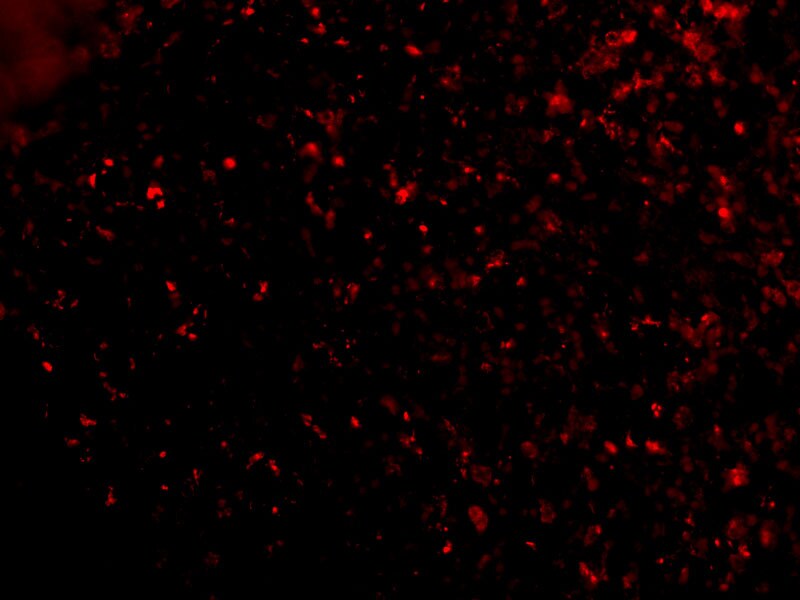 Orai1 Antibody - BSA Free