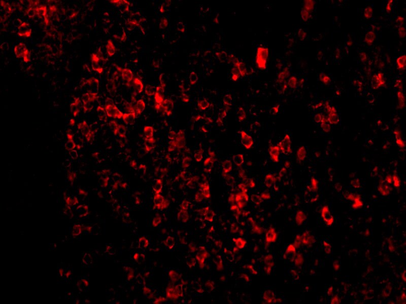 AVEN Antibody - BSA Free