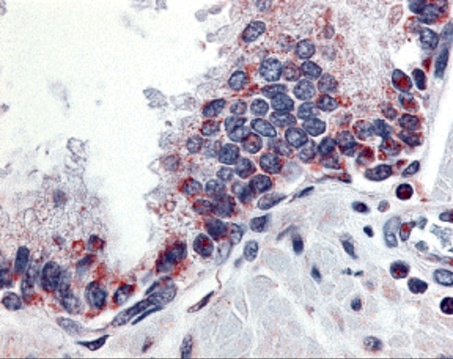 APRIL/TNFSF13 Antibody - BSA Free
