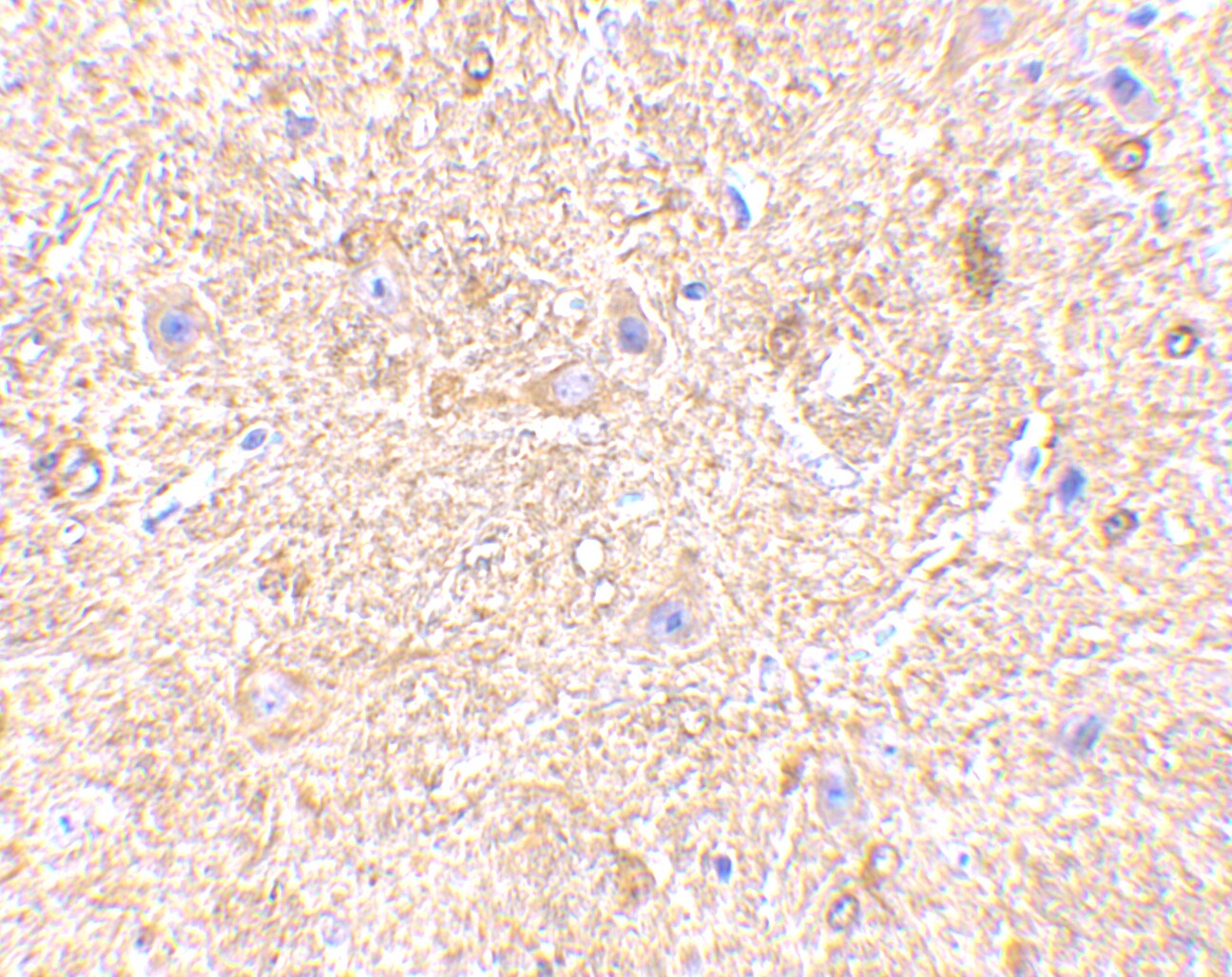 MAVS Antibody - BSA Free