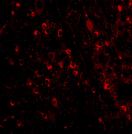 MAVS Antibody - BSA Free