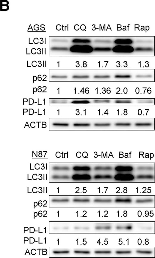 PD-L1 Antibody - BSA Free