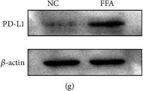 PD-L1 Antibody - BSA Free