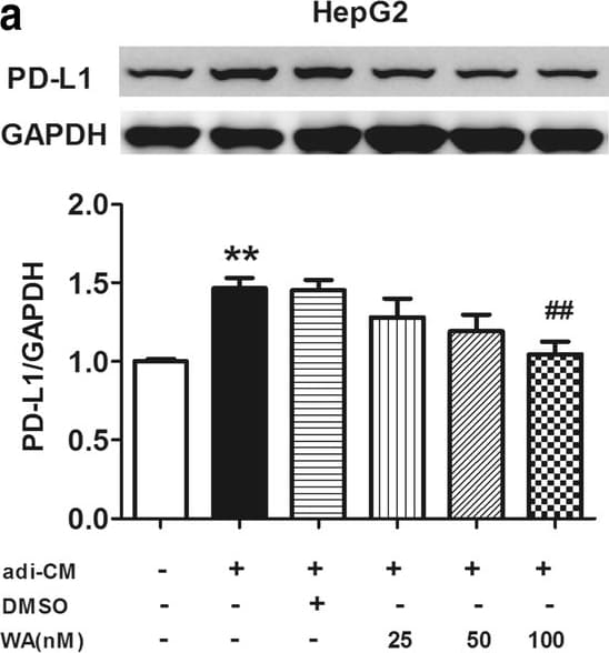 PD-L1 Antibody - BSA Free