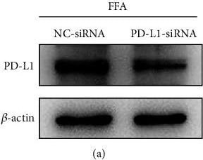 PD-L1 Antibody - BSA Free