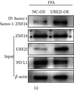 PD-L1 Antibody - BSA Free